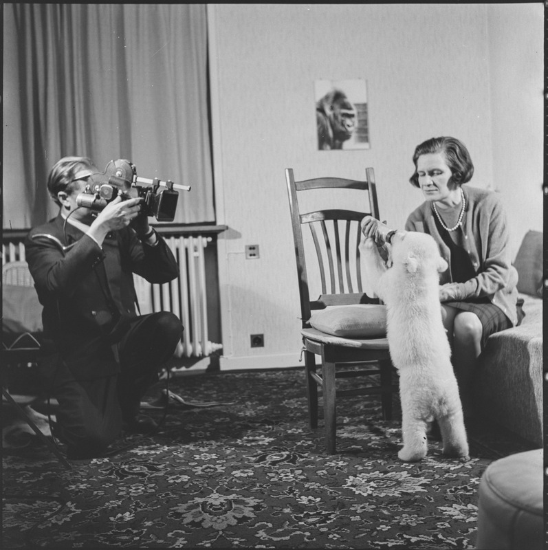 Der Eisbär ‹Luzi› zeigt dem Kameramann, wie er seine Milchflasche zu trinken pflegt. In der ‹Schweizer Filmwochenschau› ausgestrahlt, entzückte die Szene die ganze Schweiz. Solche Filmsequenzen trugen zur Popularität des Zoos in der Nachkriegszeit bei. Die Situation aber war brenzlig, wie der Ziehvater Paul Steinemann später notierte. Luzi schätzte den unbekannten Gast in seinem Revier, der Wohnung des Ehepaars Steinemann, nicht: Beinahe hätte er den Kameramann angegriffen.