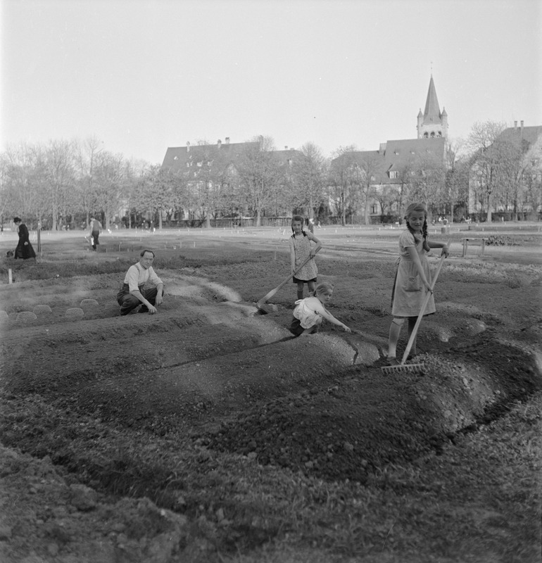 Ab 1942 wurden unter anderem auch die Spielwiese auf der Schützenmatte, der Voltaplatz sowie die Anlagen am St. Galler-Ring von der Basler Stadtgärtnerei für ‹Kriegs-Kleingärten› parzelliert und verpachtet.